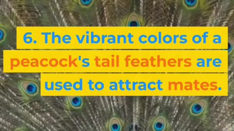 Peacock's Tail