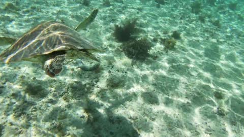Video Big turtle floating in the depths of the water