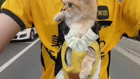 Cute Cats & Funny Cats 😍😍😅😅 #shorts #cats #viral