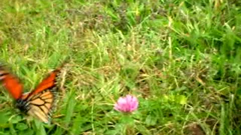Tipsy Monarch Butteryfly