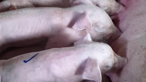 10 #pig #pigs #piggy #pigsofinstagram #piglet #minipig #piggies #oink #petpig