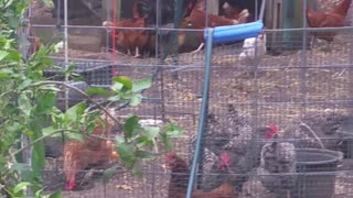 Chickens Checkin Out New Chicken Door