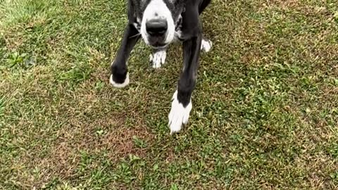 Slowmo Great Dane