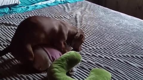 Dachshund Caught Humping Toy