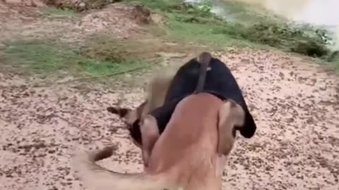 Funny cats&dog|Hilarious cat and dog moments|Cats and dogs funny videos|funny animal|try not laugh