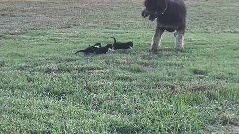 Bernedoodle Plays With Baby Kittens