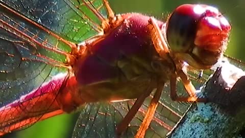 Glittering red eyed dragon fly