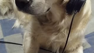 The dog uses headphones to listen to music