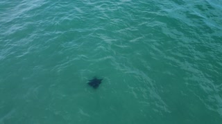 What is this ? Manta Ray or Stingray ?
