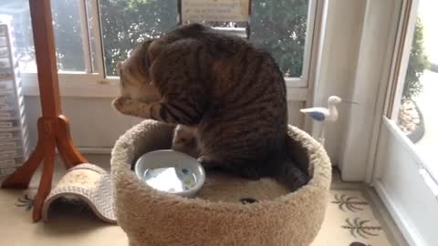 funny cat who drinks water