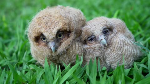 baby owl on the lawn