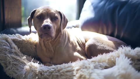 Dog sitting in bed