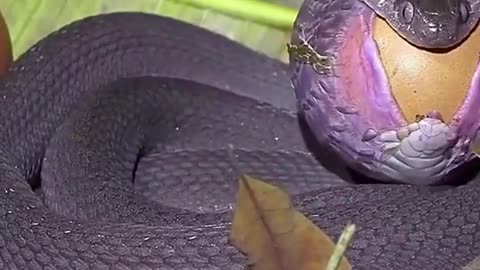 Snake Eating An Egg