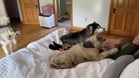 They Will Always Protect Unborn Baby! Howling Wolves Guard Mom! (So Loud!!)