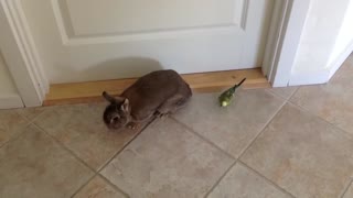 Budgie Loves Rabbit