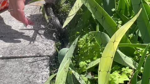 Freeing A Snake From Garden Netting