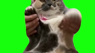 “I Love You Baby” Dancing Cat | Green Screen