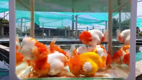 The most beautiful thailand goldfish collection-8
