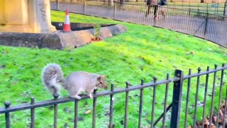 English squirrels don't seem to be afraid of people