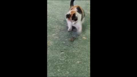 cat funny video |enjoy |end watch