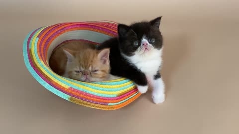 Cute kittens