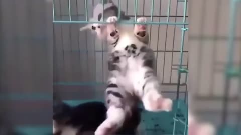 Funny animals compilation, funny kitten videos