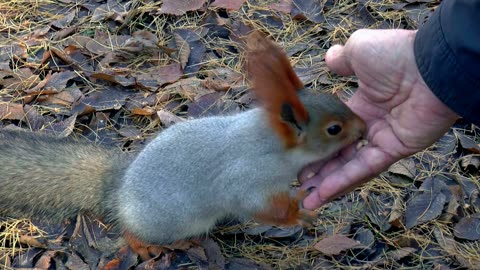 Siberia squirrel eating feed...!!!