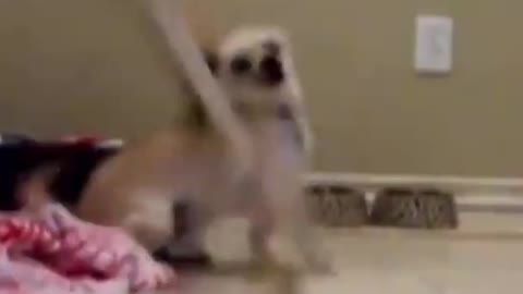 "Funny Animals Videos | Funny Dogs | Funny Cats Videos #Shorts"