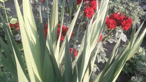 Gladioli and roses