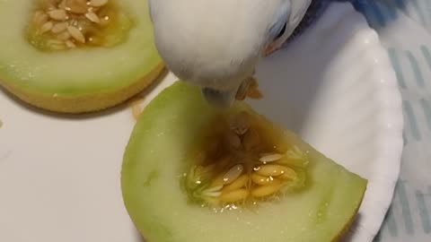 Peanut eating melon seeds