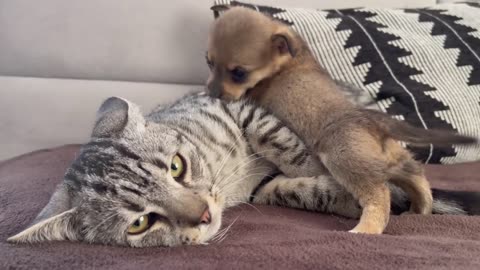 Funny Cat Reaction to Puppies