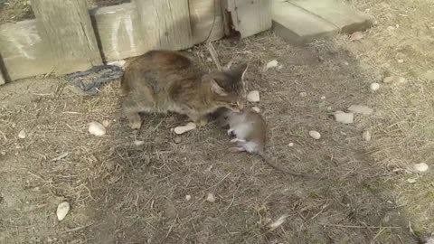 Cat vs Rat