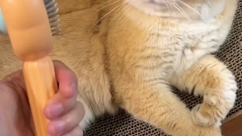 Cat First Grooming Experience