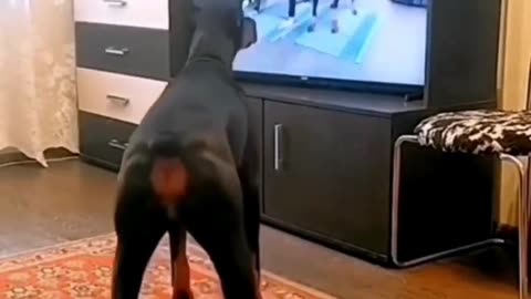 Funny_Animal_Videos_2023___Funniest_Cats_And_Dogs_Video_%23shorts(1080p)