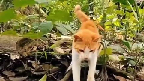 Cats fighting with snake 🐍 watch for end