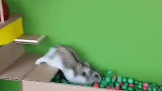 The hamster ran🎅🎁🐹 #hamster #parkour #christmas #foryou