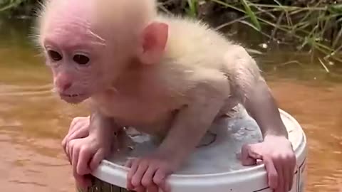 Adorable monkey video children monkey video children water monkey 🐒🐒🐒🐵🐒🐒🐒🐒🐒