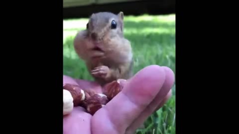 Cute baby animals Videos Compilation cute moment of the animals - Cutest Animals #1