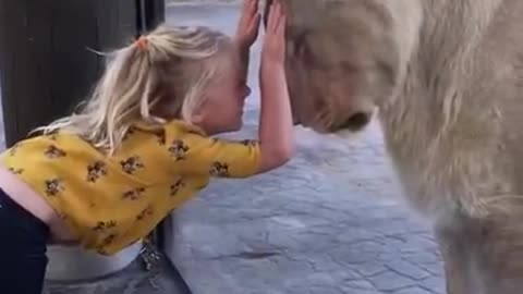 "Adorable Lion's Playful Encounter with Charming Girl Behind Glass"
