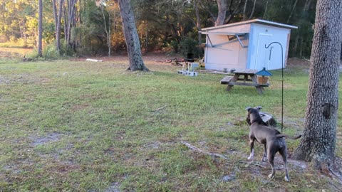 Dog Stare down deer