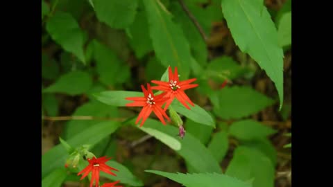 Appalachian places. Foxfire Museum, Black Rock Mountain State Park, and Tallulah Gorge. Slideshow.