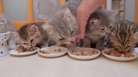 Hungry Kittens