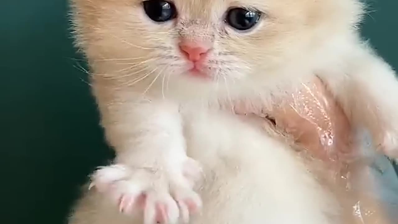 Baby cats new video