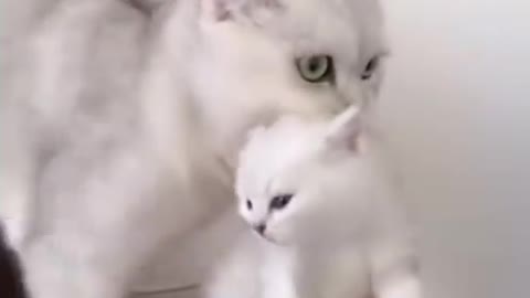 Cute Cat prank video🤣🤣🤣