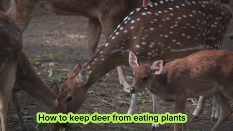 How to keep deer from eating plants | National Geographic 24