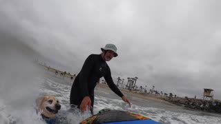 Surf dog has to pee.