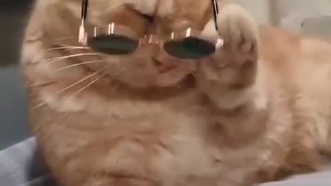 Cat trying to pick up tha glases