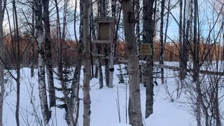 A busy day at the bird feeder! Willow, Alaska