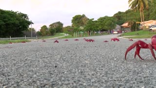 Dry weather hampers Christmas Island crab migration