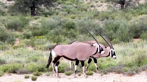 Africa Amazing Wildlife